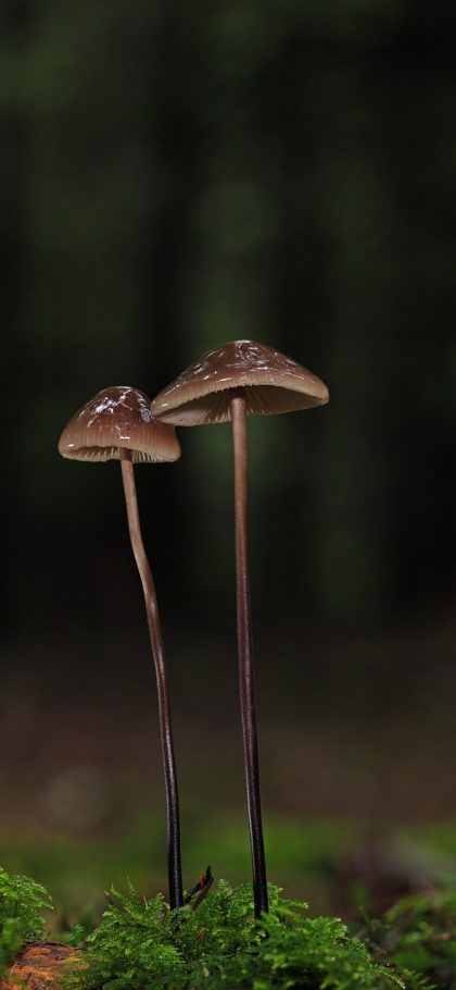 小蘑菇小说 App 章节目录截图：分卷折叠列表逐条展开，已读章节呈灰白，未读以金线标注